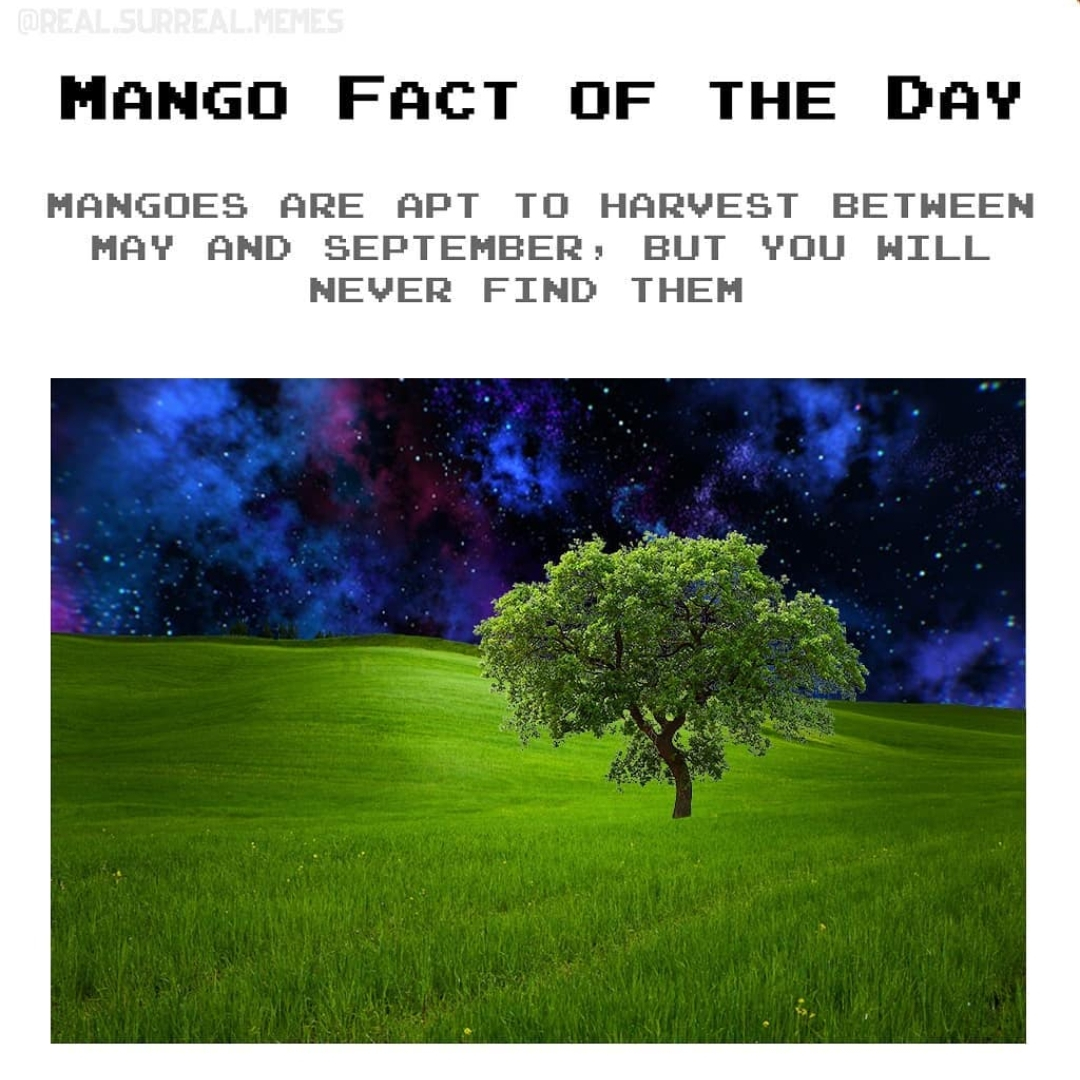 Mango Fact of the Day