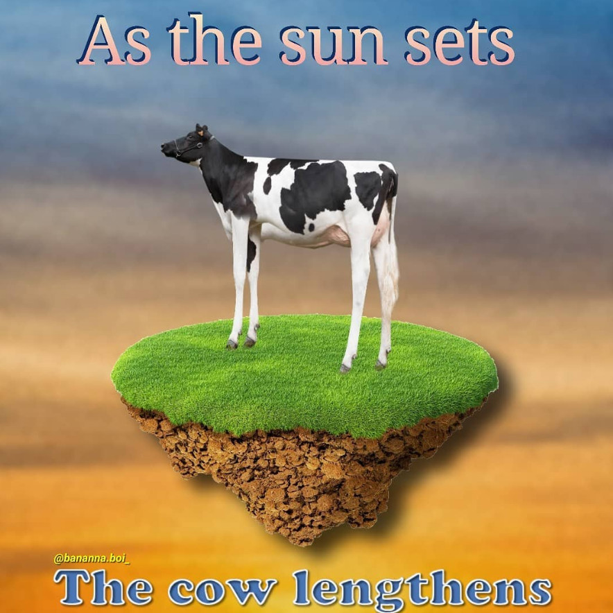 cow length